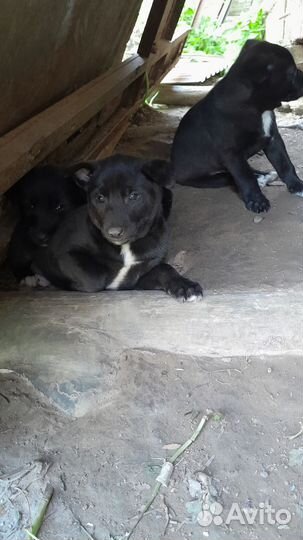 Щенки 2 месяца