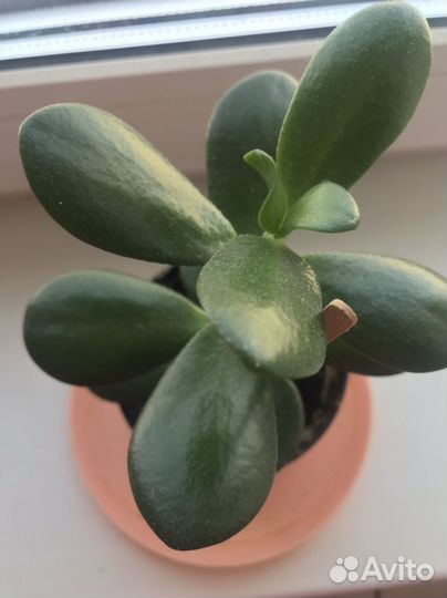 Денежное дерево