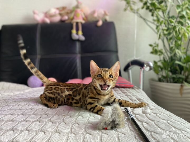 Минилеопард мальчик бенгал 2 мес