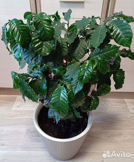 Кофейное дерево Арабика