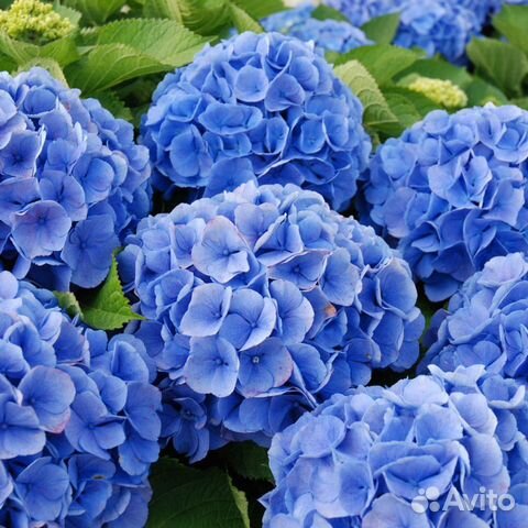 Гортензия Нико блю и др. сорта