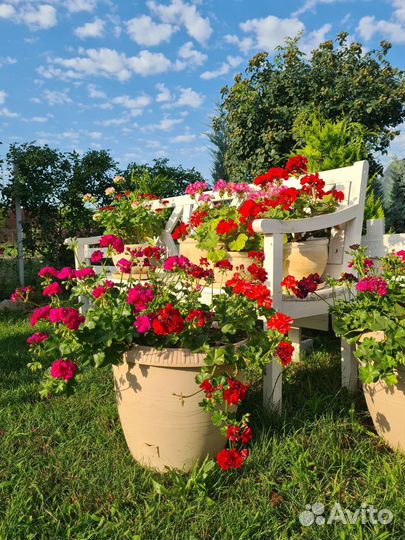 Плющелистные (ампельные) пеларгонии