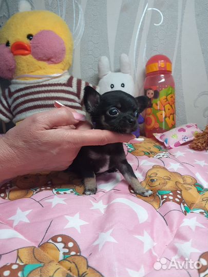 Чихуахуа микро