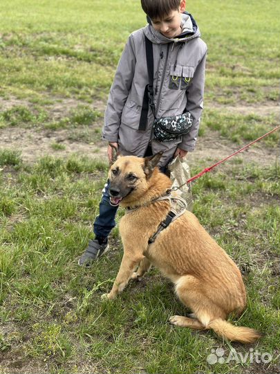 2 года в приюте ждет