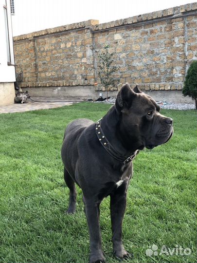 Кане Корсо вязка