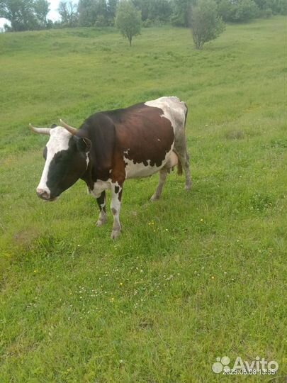 Стадо Дойных коров