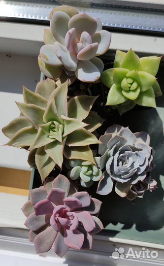Сеты, наборы суккуленты
