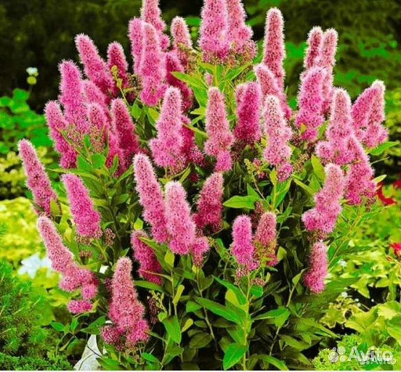 Спирея иволистная розовая