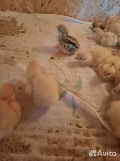 Яйца перепелиные инкубационные