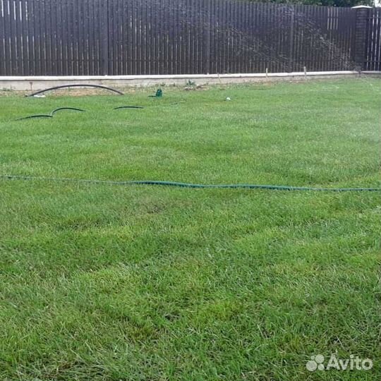 Рулонный газон, газон посевной