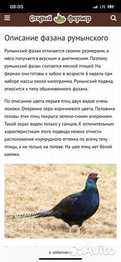 Фазанята