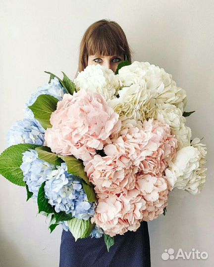 Гортензия. За одну