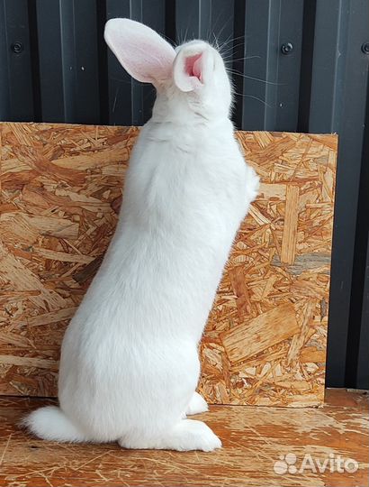 Самцы белого паннона