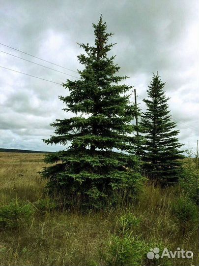 Ель обыкновенная (Picea abies)