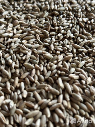 Рожь продовольственная