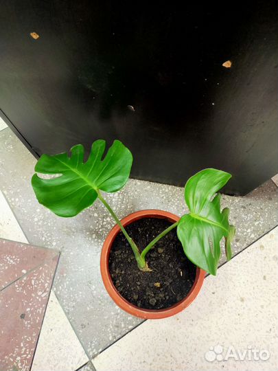 Комнатные цветы манстера