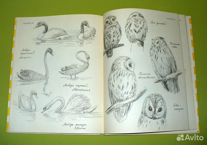 Ян Соколовский. Животные из моего альбома