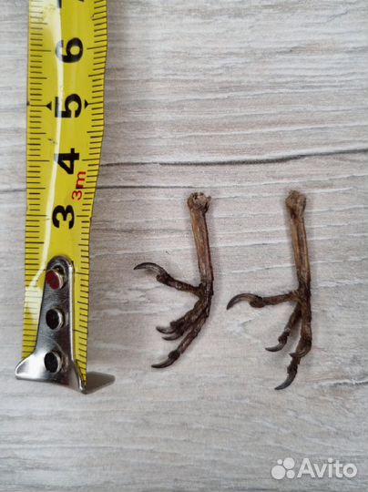 Лапы (воробей)