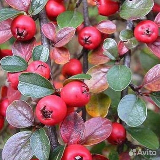 Саженцы кизильника блестящего