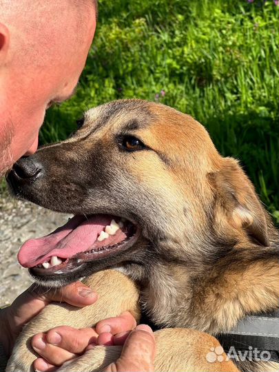 Собака в добрые руки отдам бесплатно