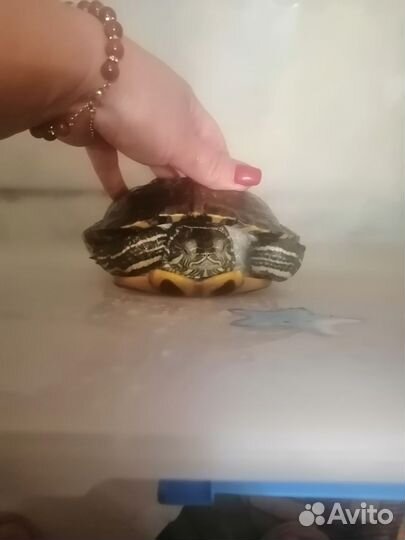 Красноухая черепаха с аквариумом