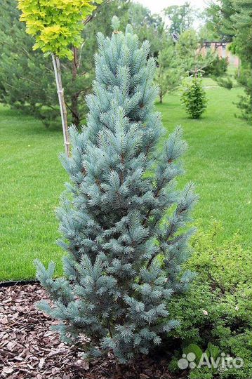 Ели голубые, зеленые