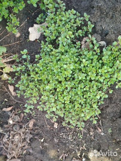 Тимьян (чабрец)