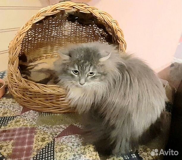 Милая кошечка Розана ищет дом