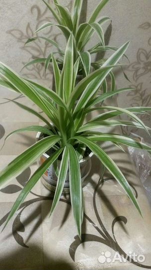 Хлорофитум зеленый.полосатый.кудрявый