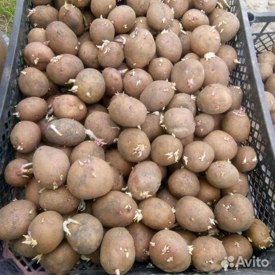 Семенной картофель продам