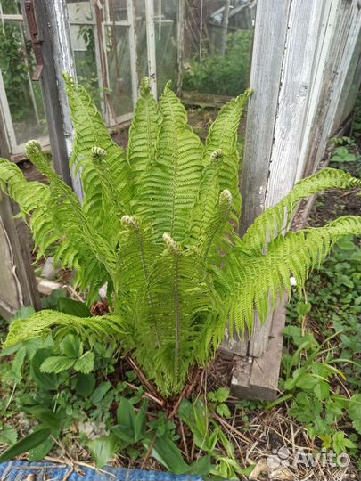 Садовые растения Обменяю