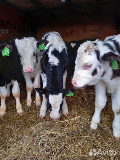 Бычки на откорм