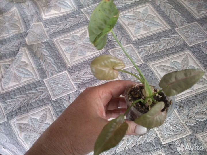 Сингониум Пинк Спот Марбл, и др