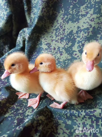 Утята суточные