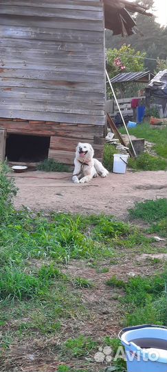 Отдаю двух собак в добые руки