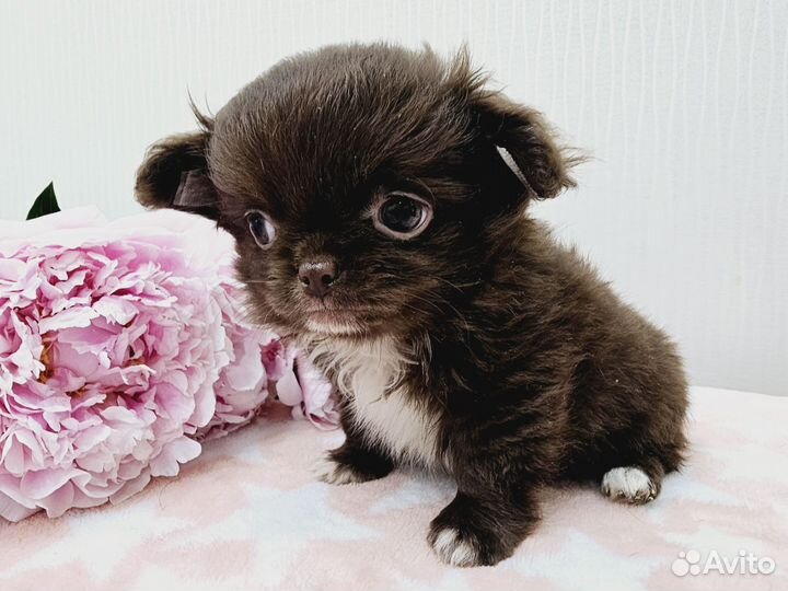 Чихуахуа мини, крохотная девочка