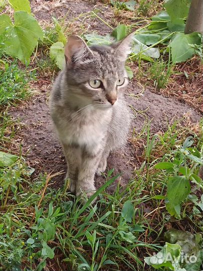 Кошка Серышка