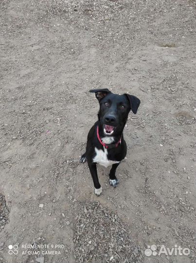 Самая веселая и добрая собака