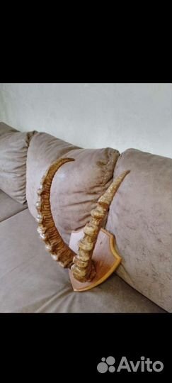 Чучело глухаря и рога