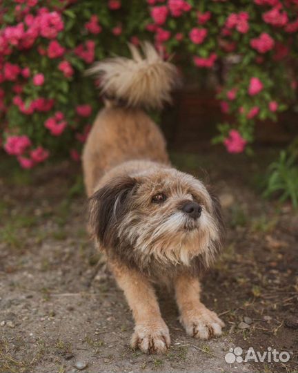 Добрый пёс в добрые руки