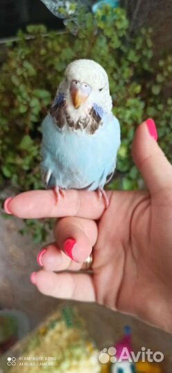 Волнистый попугай ввп