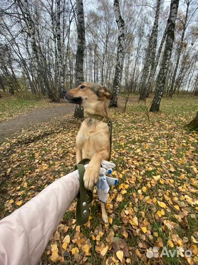 Классная собака ждёт свою семью в приюте