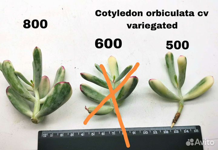 Эхеверия Котиледон Граптоверия