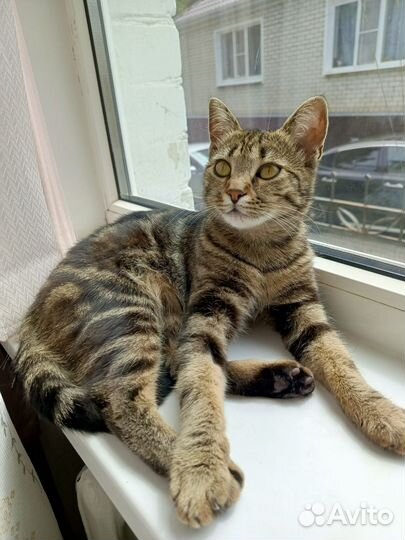 Кошечка в добрые руки