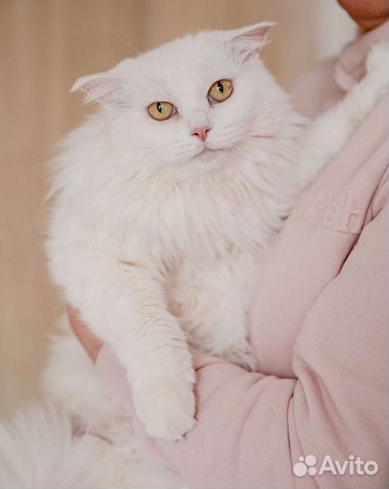 Шикарная кошка в дар