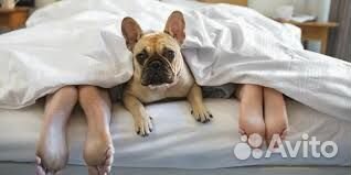 Передержка животных, зоогостиница