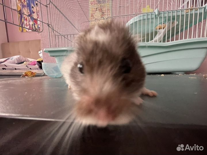 Хомяк с клеткой