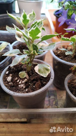 Комнатные цветы