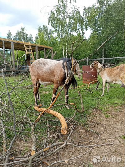 Нубийский козел, покрытие, продажа