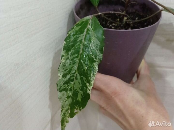 Гибискус вариегатный